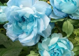 Брошь роза «Голубая». Цветы из ткани
