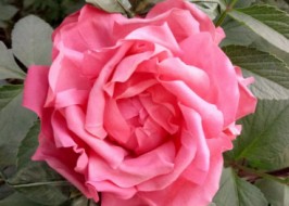 ����� ������ ������� ����. ����� �� �����