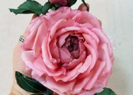 Цветы из ткани роза «императрица»