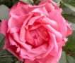Брошь цветок Розовая Роза. Цветы из ткани