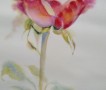 Картина акварелью « троянда»