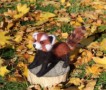 Красная панда игрушка хендмъйд валяная из шерсти интерьерная войлочная коллекционная сувенир подарок хендмэйд сухое валяние ручная работа