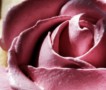 Розы из зефира
